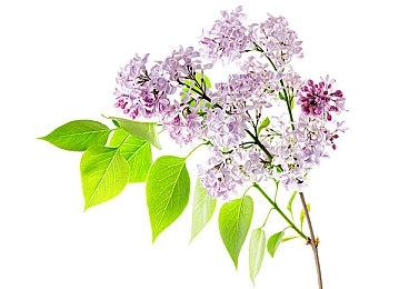 光荣特库摩暗示GUST新作将在TGS上公布